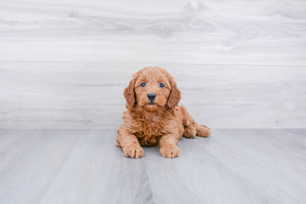 Mini Goldendoodle Pup Being Cute