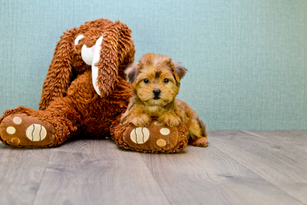 Small Morkie Baby