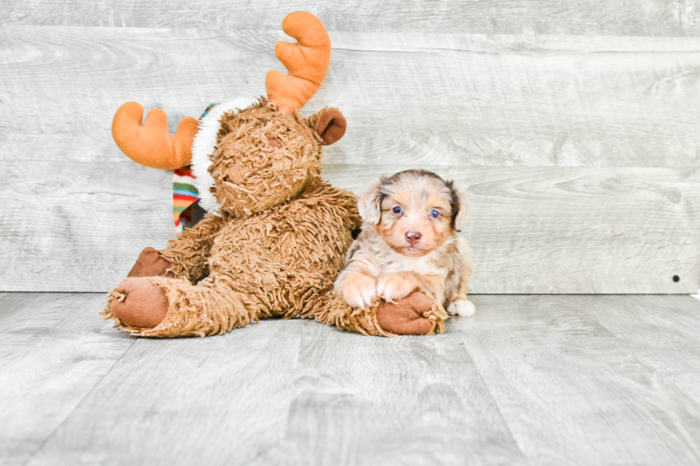 Smart Mini Aussiedoodle Poodle Mix Pup