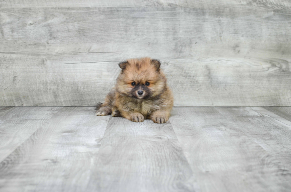 Pomeranian Pup Being Cute