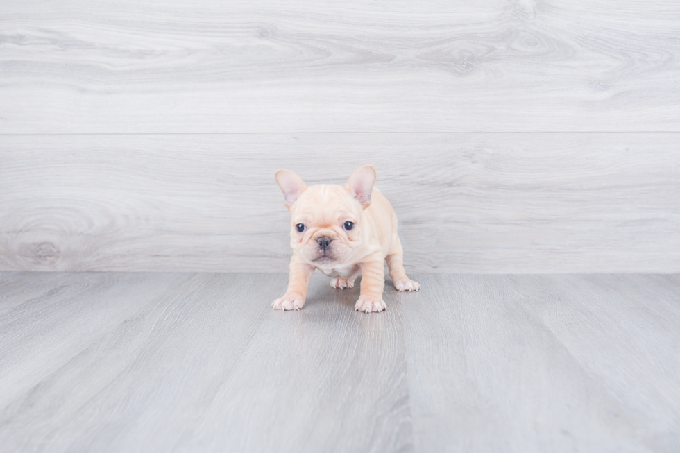 Best French Bulldog Baby