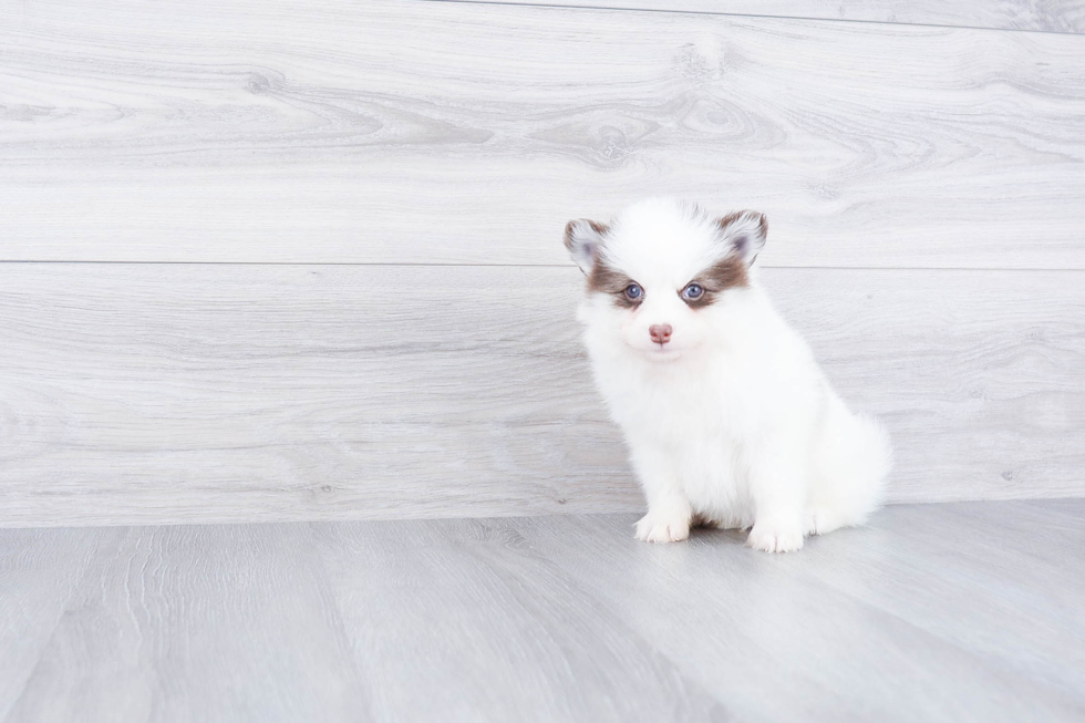 Pomsky Pup Being Cute