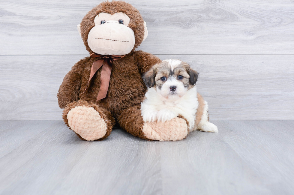 Fluffy Havanese Purebred Puppy