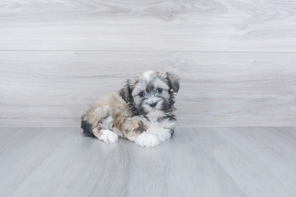 Sweet Havanese Purebred Puppy