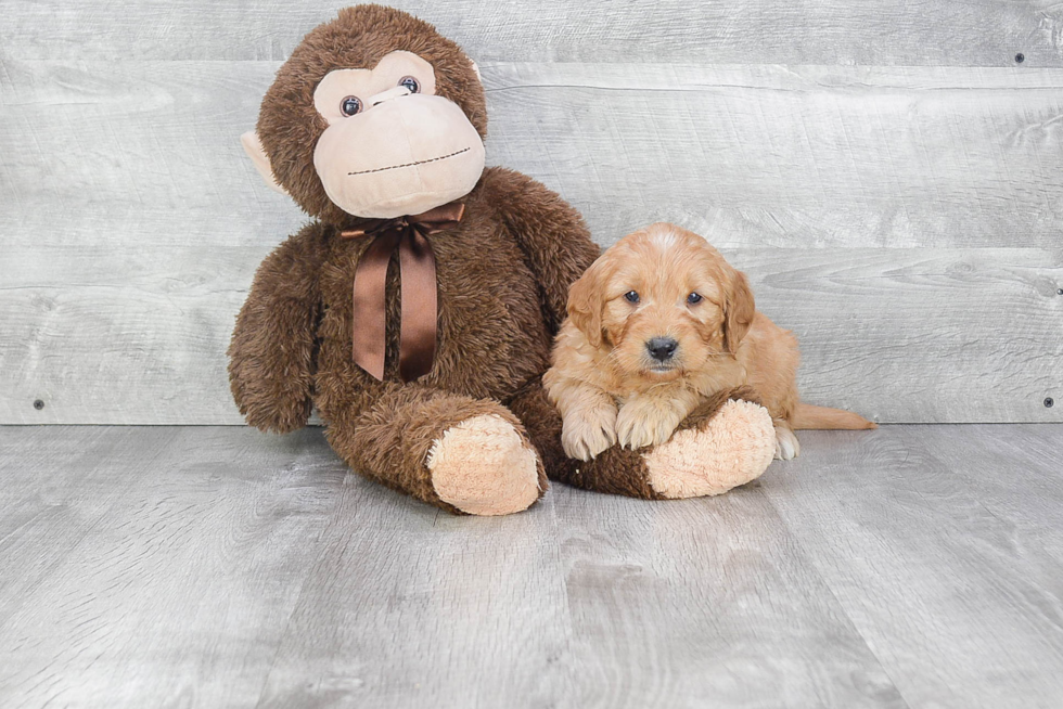 Smart Mini Goldendoodle Poodle Mix Pup