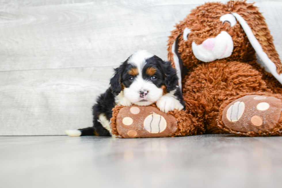 Sweet Mini Bernedoodle Baby