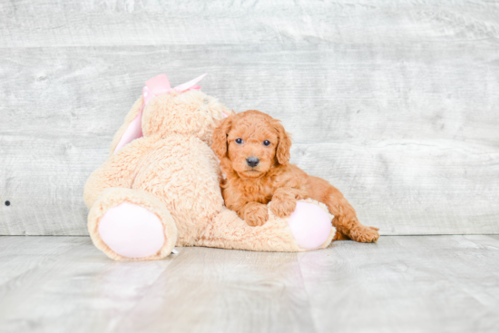 Mini Goldendoodle Puppy for Adoption