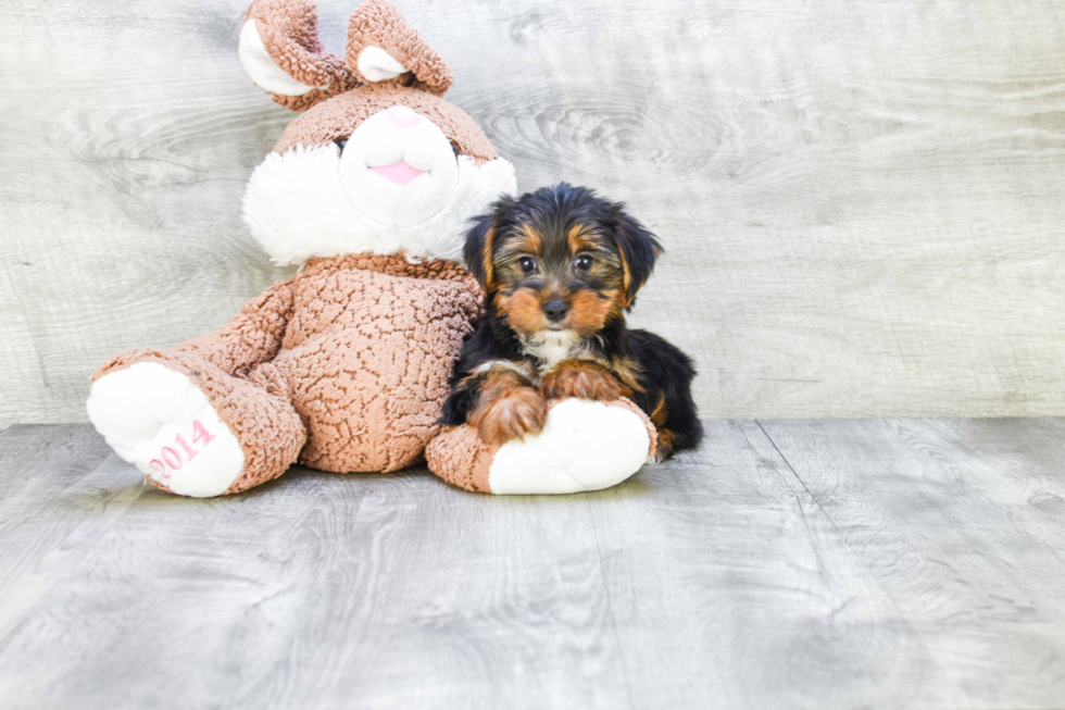 Meet Snickers - our Yorkshire Terrier Puppy Photo 