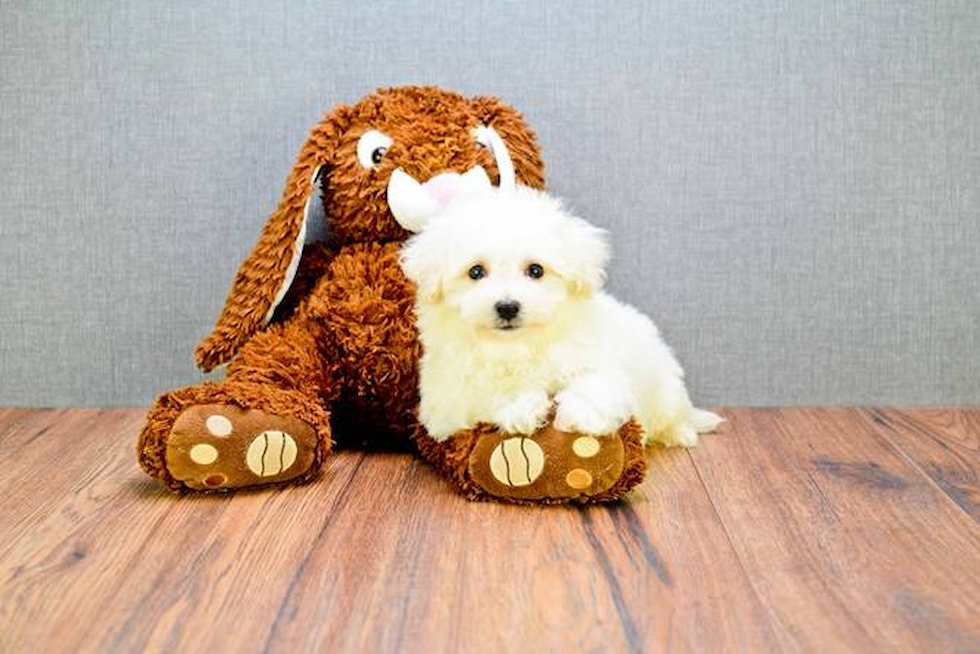 Friendly Bichon Frise Baby