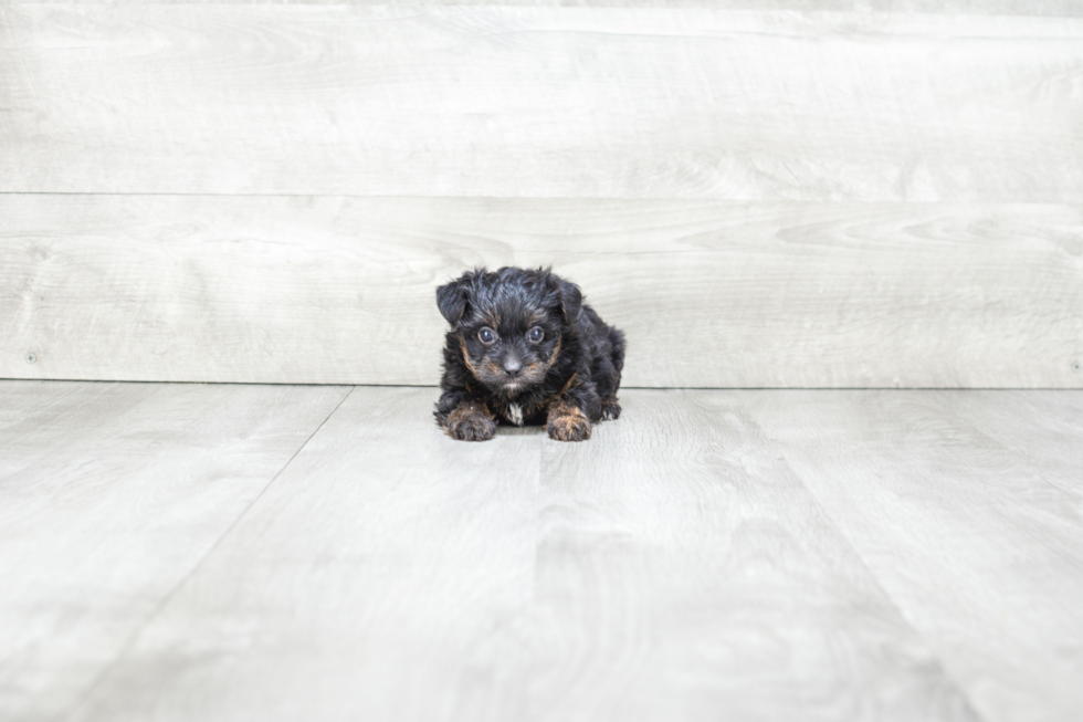 Yorkie Poo Puppy for Adoption