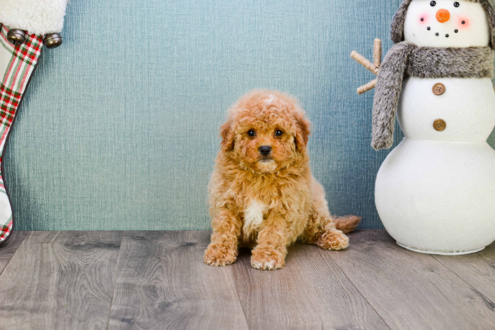 Friendly Mini Goldendoodle Baby