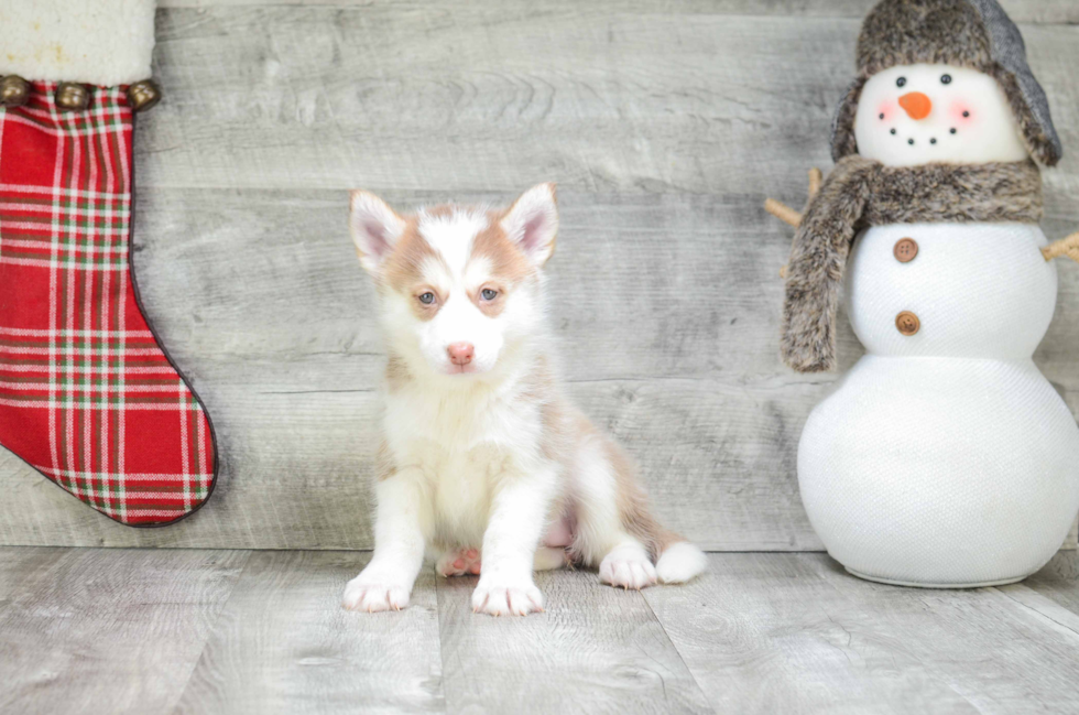 Playful Mini Husky Designer Puppy