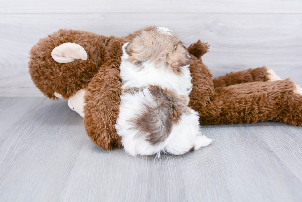 Fluffy Havanese Purebred Puppy