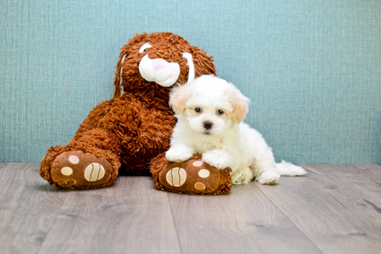 Adorable Maltepoo Poodle Mix Puppy