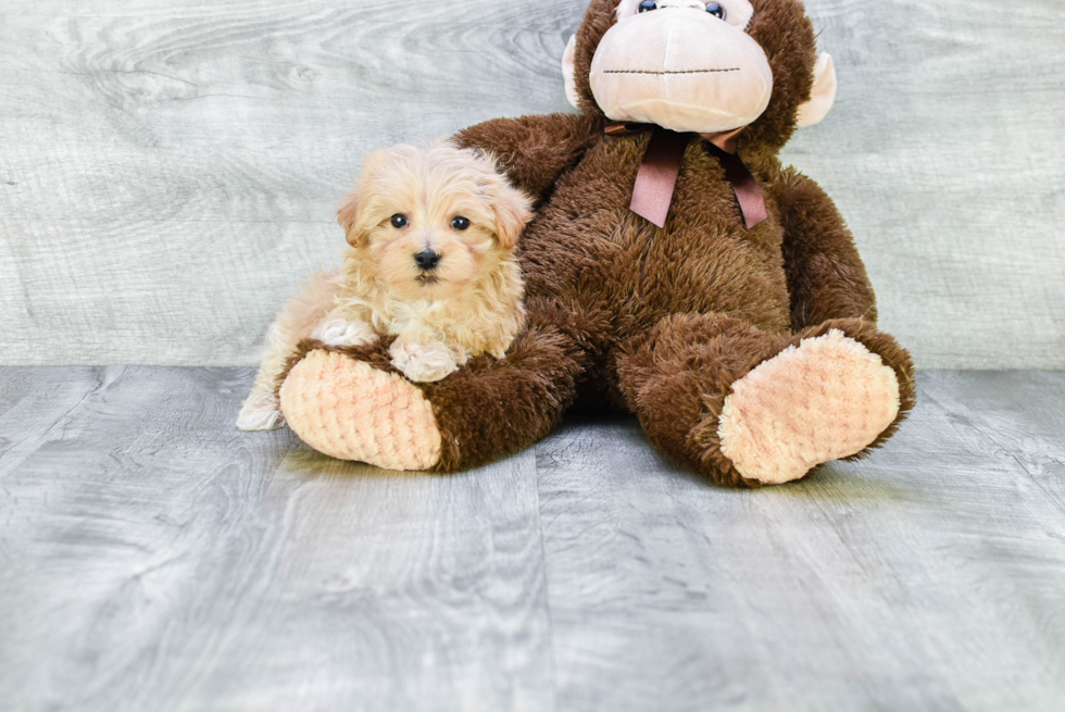 Maltipoo Puppy for Adoption