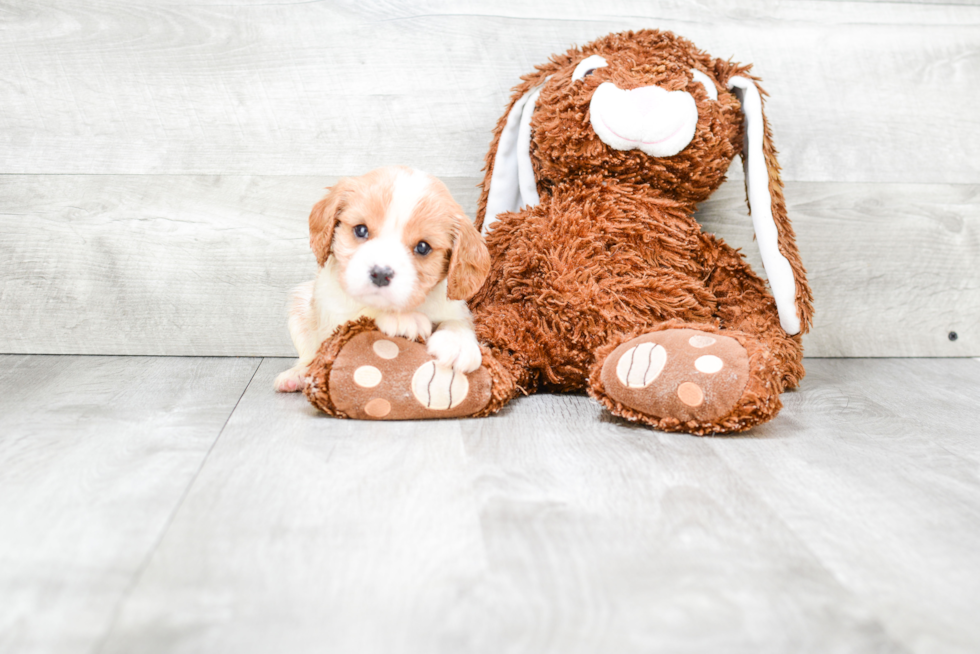 Cavalier King Charles Spaniel Puppy for Adoption