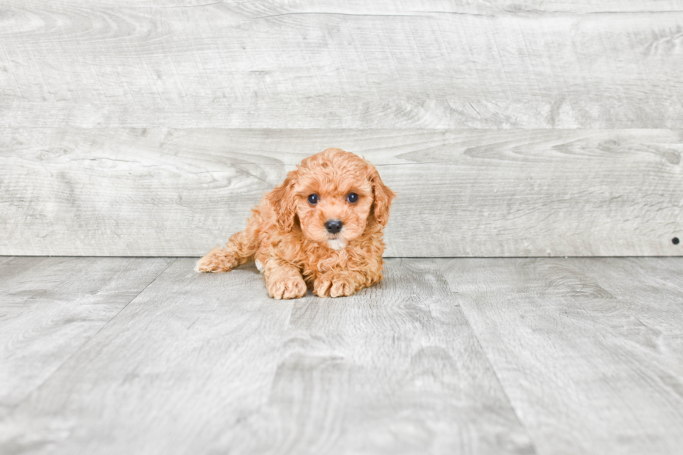 Cavapoo Pup Being Cute