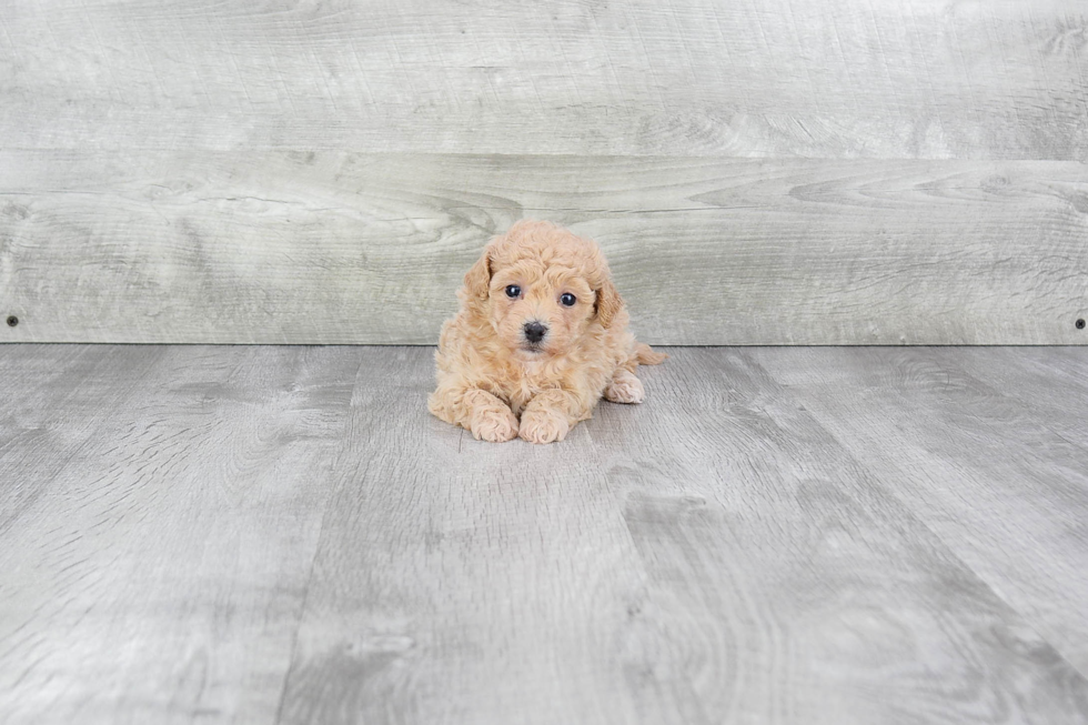 Friendly Maltipoo Baby