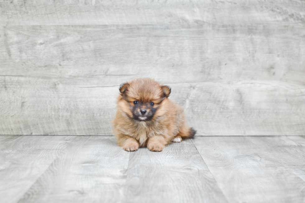 Pomeranian Puppy for Adoption