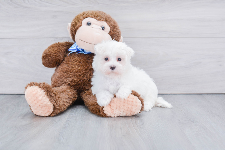 Popular Maltese Purebred Pup