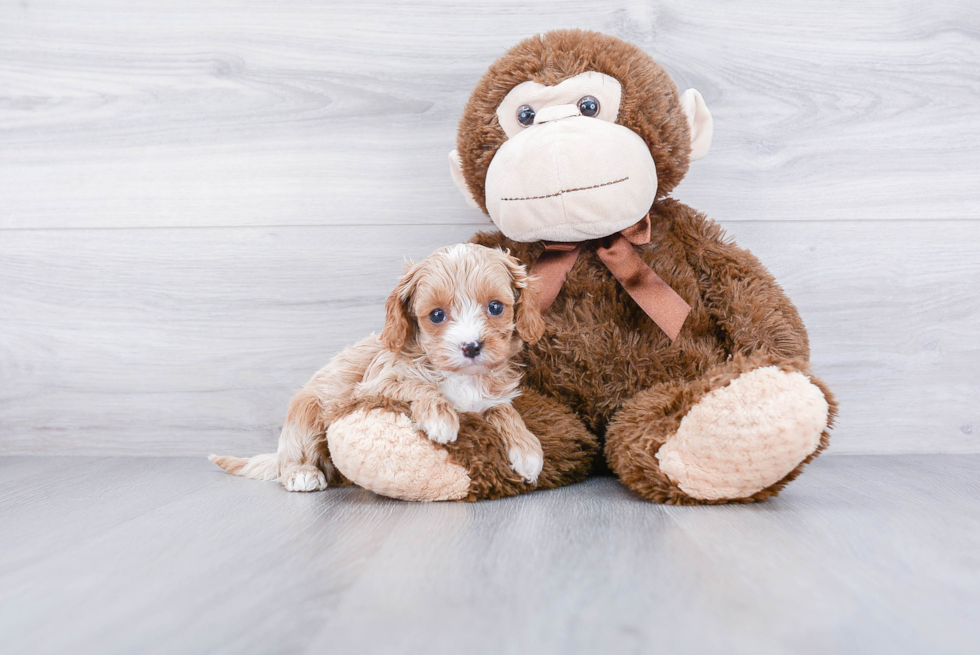 Happy Cavapoo Baby