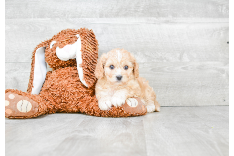 Petite Cavachon Designer Pup