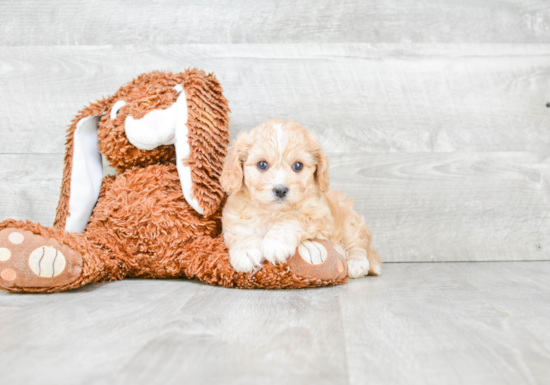 Petite Cavachon Designer Pup