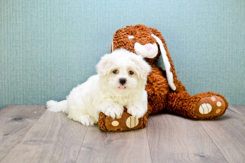 Best Maltipoo Baby