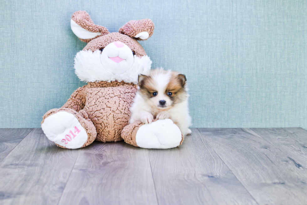 Friendly Pomeranian Purebred Pup