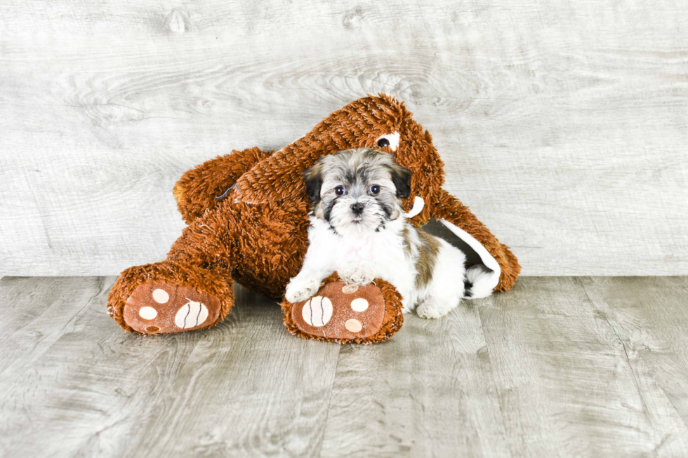 Friendly Havanese Purebred Pup