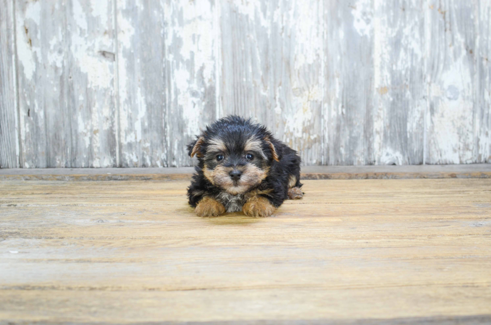 Petite Morkie Designer Pup