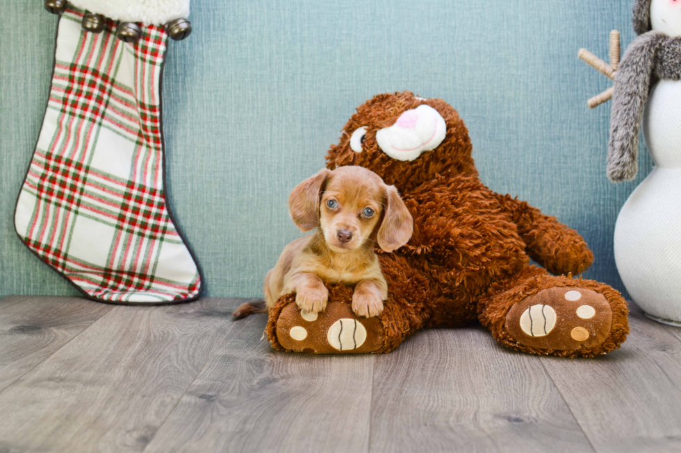 Cute Dachshund Baby