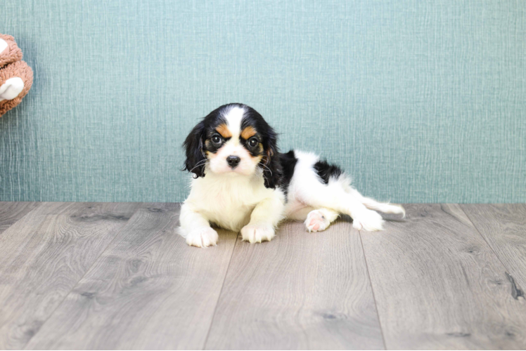 Happy Cavalier King Charles Spaniel Purebred Puppy