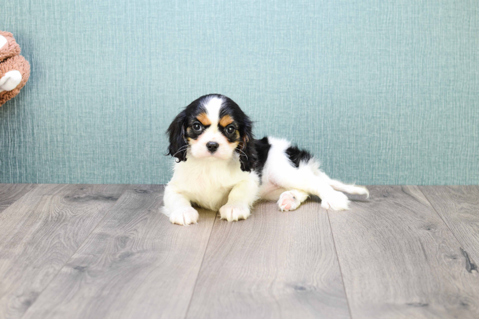 Happy Cavalier King Charles Spaniel Purebred Puppy