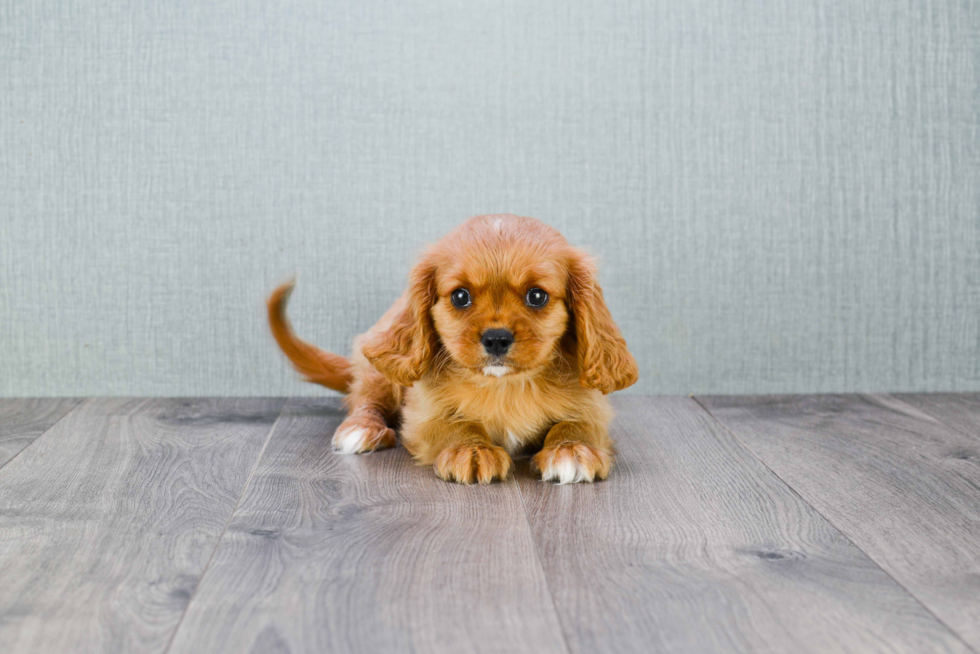 Cavalier King Charles Spaniel Puppy for Adoption