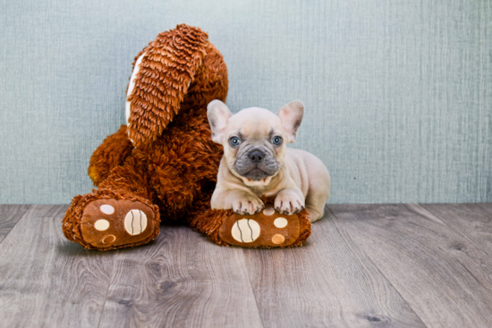 Cute Frenchie Purebred Puppy