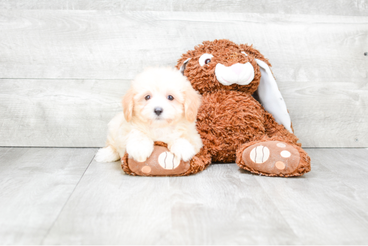 Best Maltipoo Baby