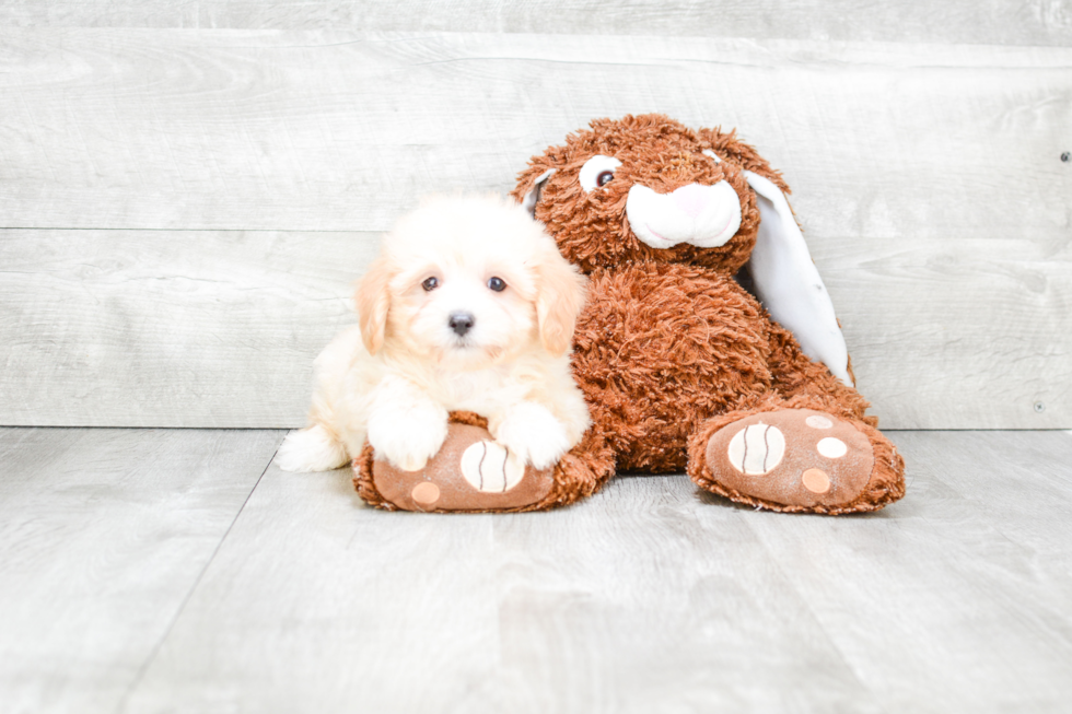 Best Maltipoo Baby