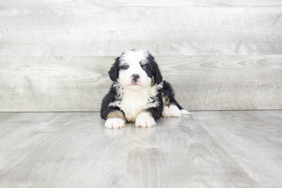 Funny Mini Bernedoodle Poodle Mix Pup