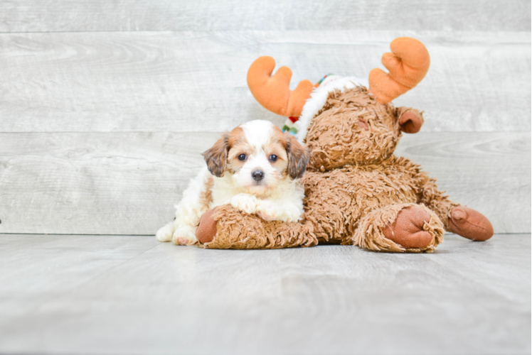 Hypoallergenic Cavalier Designer Puppy