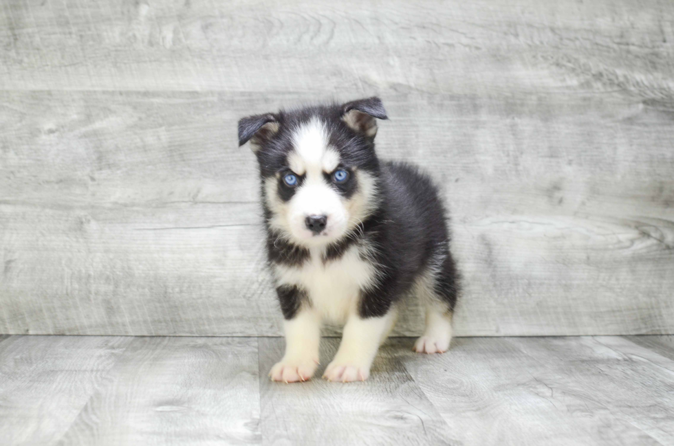 Pomsky Puppy for Adoption