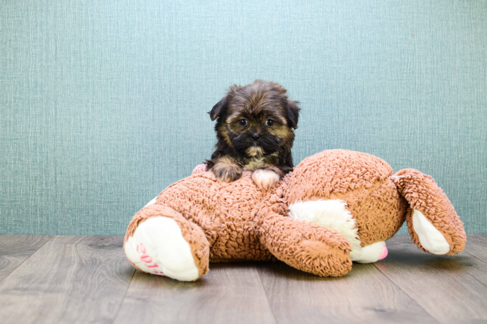 Best Shorkie Baby