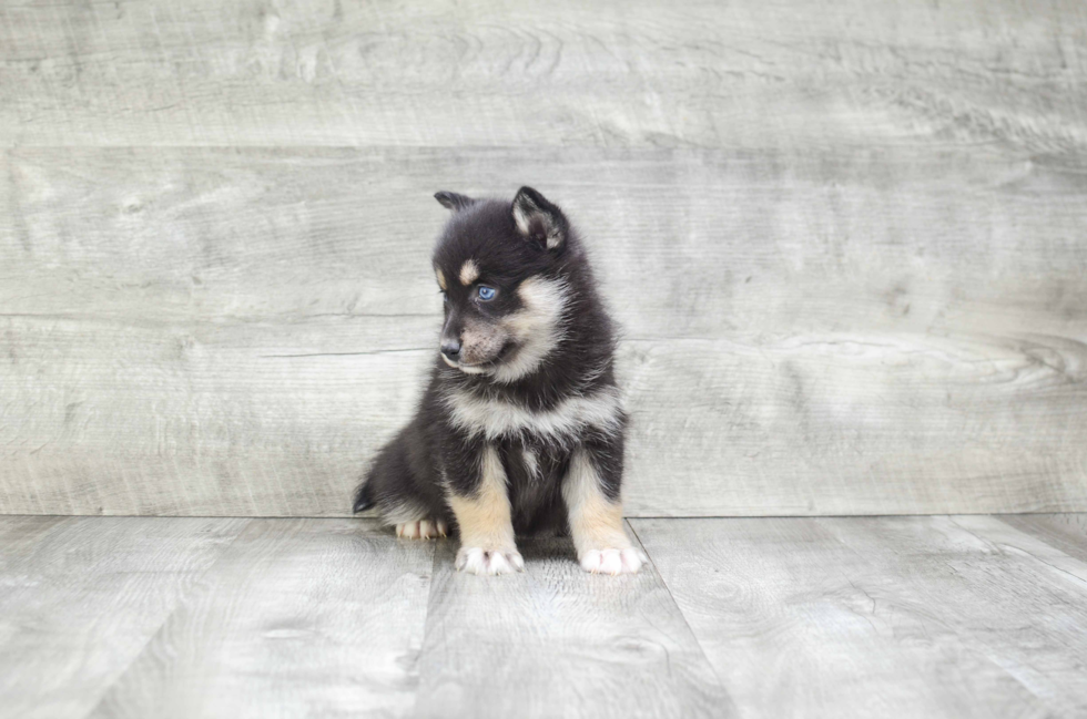 Little Mini Husky Designer Puppy