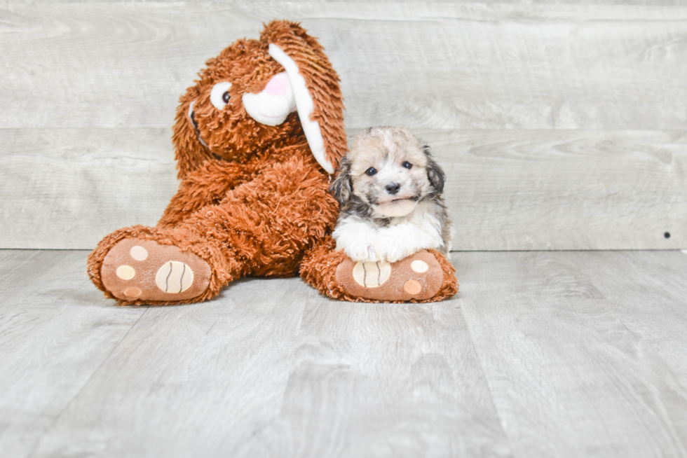 Havanese Pup Being Cute