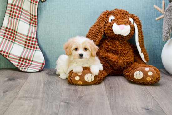 Playful Cavalier Designer Puppy