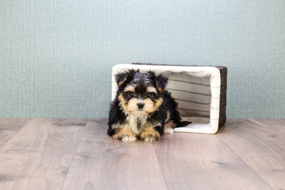 Cute Morkie Baby