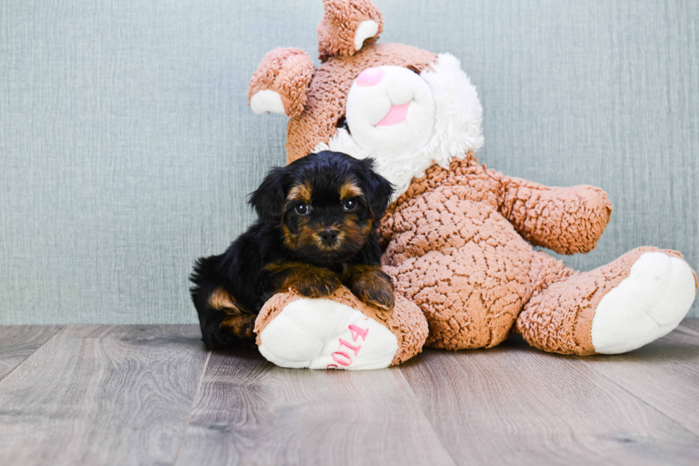 Meet Rebecca - our Yorkshire Terrier Puppy Photo 