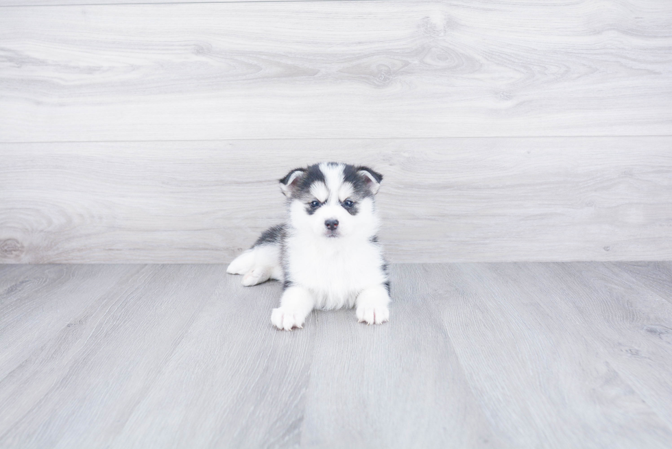 Smart Pomsky Designer Pup