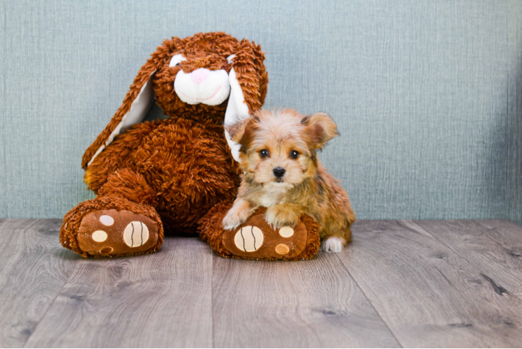 Fluffy Morkie Designer Pup