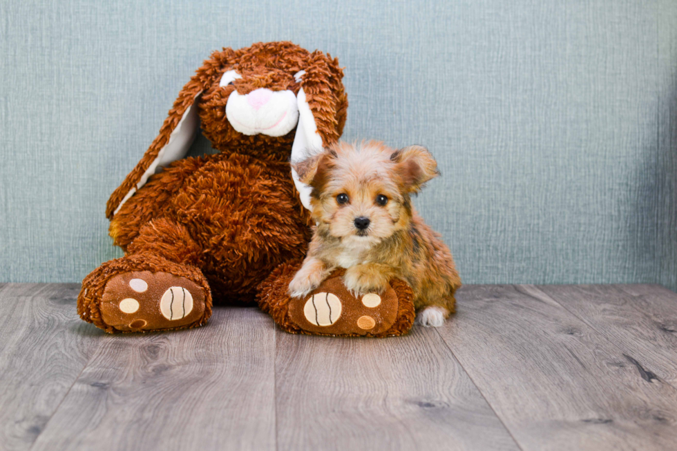Fluffy Morkie Designer Pup